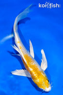 5.5" HARIWAKE BUTTERFLY