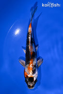 5.25" KIN SHOWA