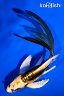 5.5" KIN KIKOKURYU BUTTERFLY