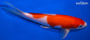 6.75" KOHAKU