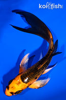 5.5" ORENJI MATSUBA BUTTERFLY