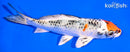 5.75" YAMATO NISHIKI