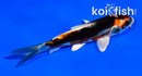 4.5" BENI KIKOKURYU