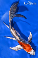 7.25" DOITSU KUJAKU BUTTERFLY