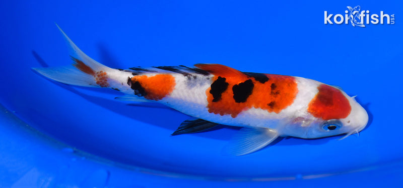 5.75" MARUTEN SANKE
