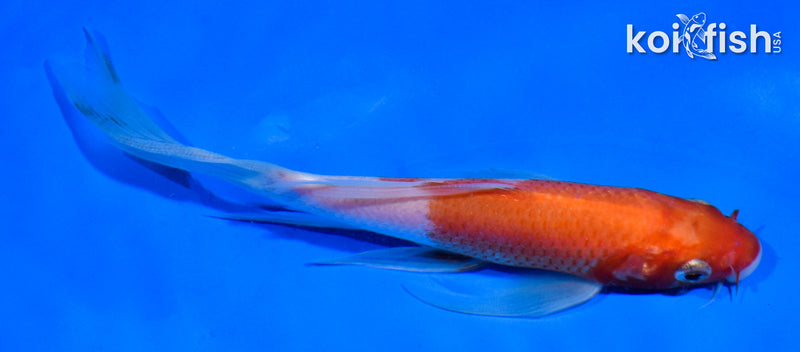 6" KOHAKU BUTTERFLY