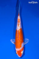 5.75" GINRIN HARIWAKE