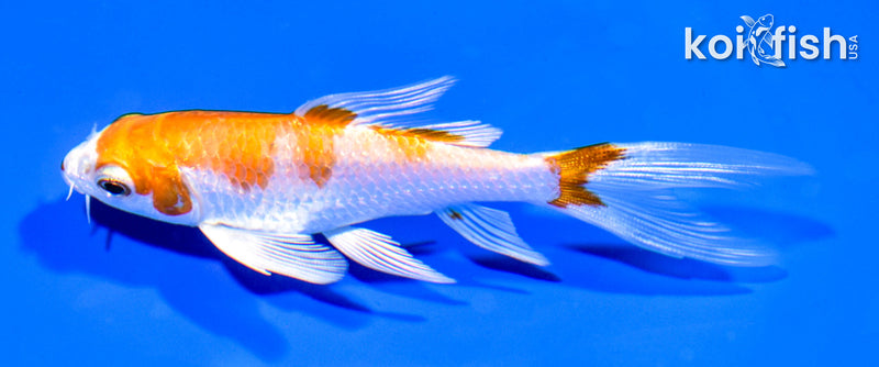 4.25" HARIWAKE BUTTERFLY