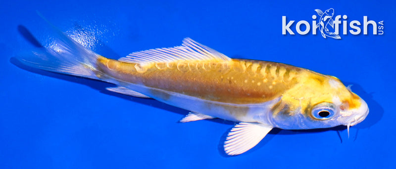 4.5" DOITSU LEMON HARIWAKE