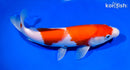 9.75" KOHAKU