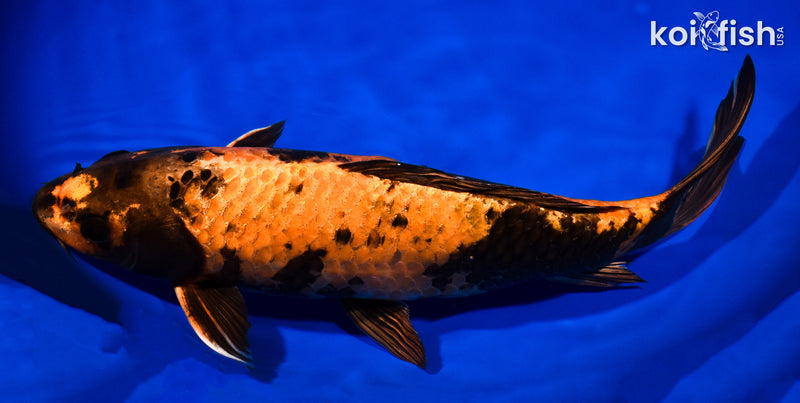 14" KIN HI UTSURI