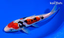 7.5" DOITSU SANKE