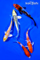 PACK OF (5) 4-5" STANDARD KOI