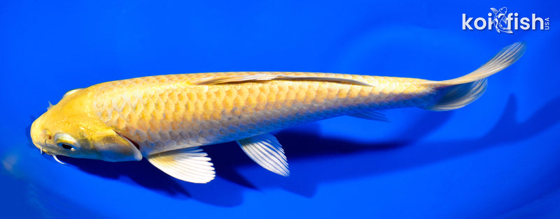 7.75" YAMABUKI OGON