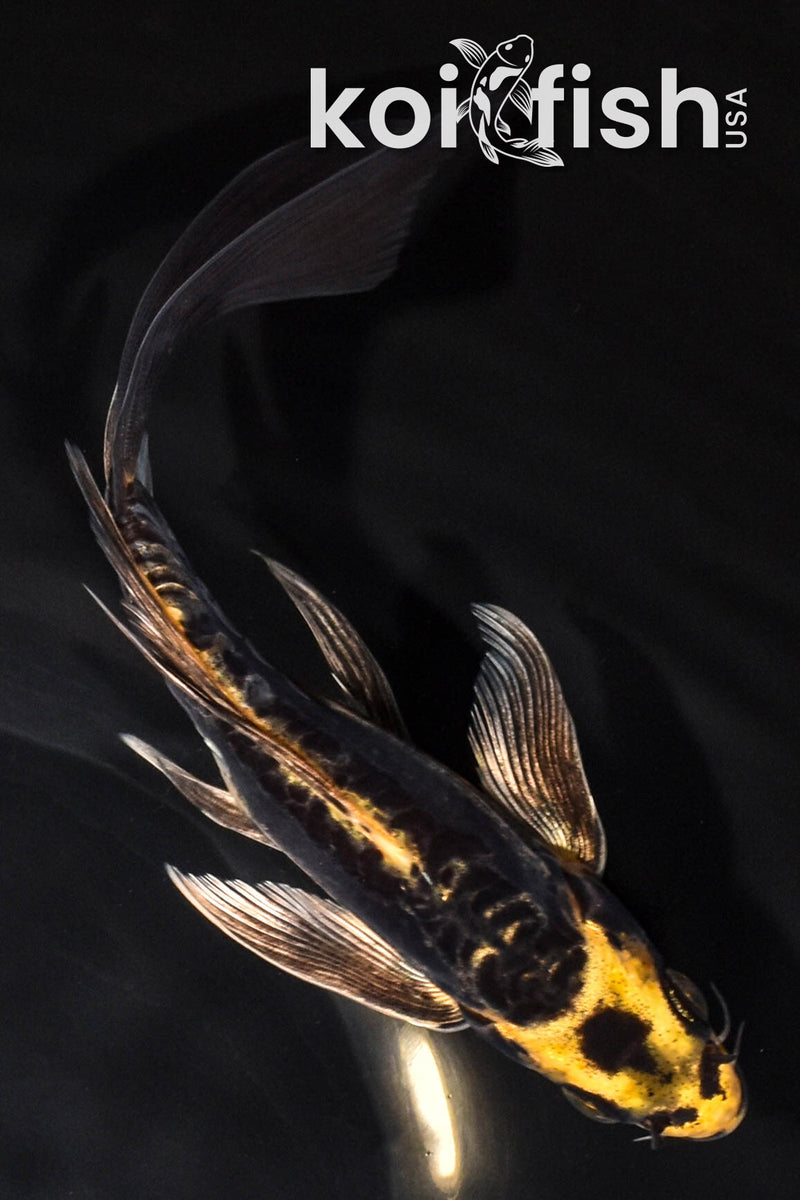 6.75" ARAGOKE KIN KIKOKURYU BUTTERFLY