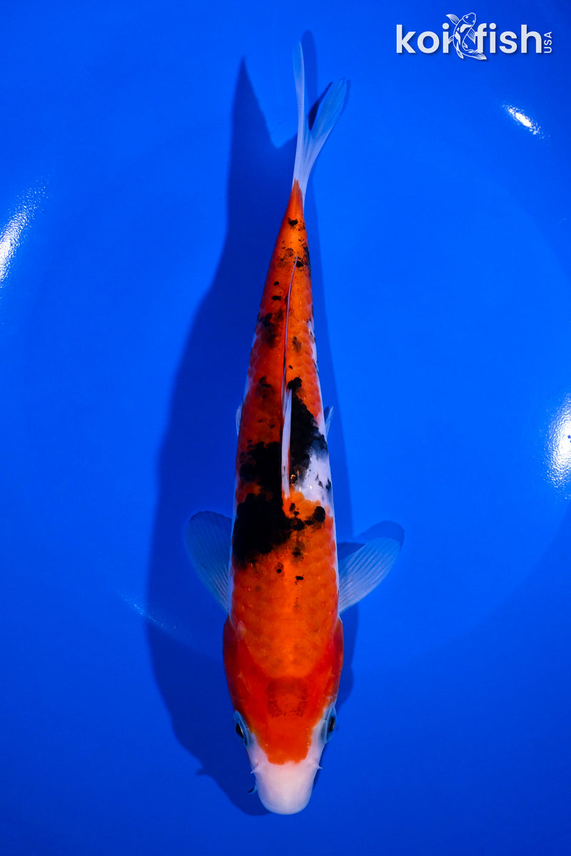 7.25" SANKE