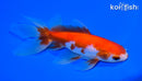6.25" WATONAI GOLDFISH
