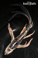 8.5" BENI KIKOKURYU BUTTERFLY