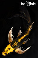 9.25" KI KIKOKURYU BUTTERFLY