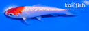 4.5" GINRIN KOHAKU
