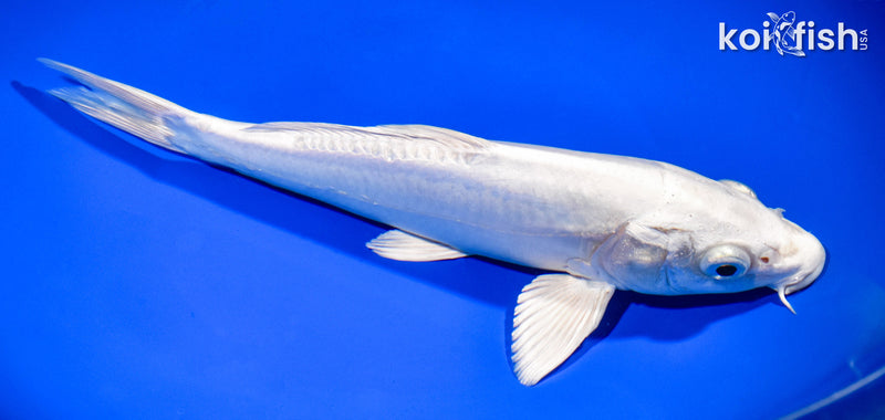 9" DOITSU PLATINUM OGON