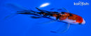 5.75" SANKE BUTTERFLY