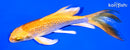 5.5" GINRIN YAMABUKI OGON BUTTERFLY