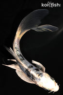 5.25" ARAGOKE GIN SHIRO BEKKO BUTTERFLY