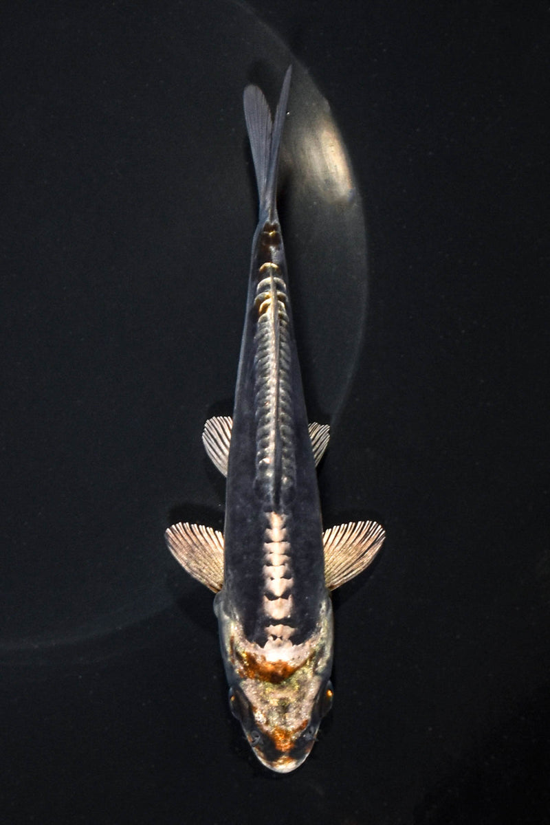 5.5" BENI KIKOKURYU