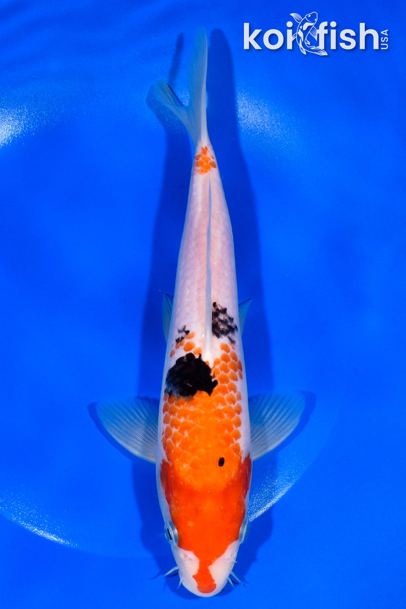 8.75" SANKE
