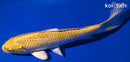 8" YAMABUKI OGON