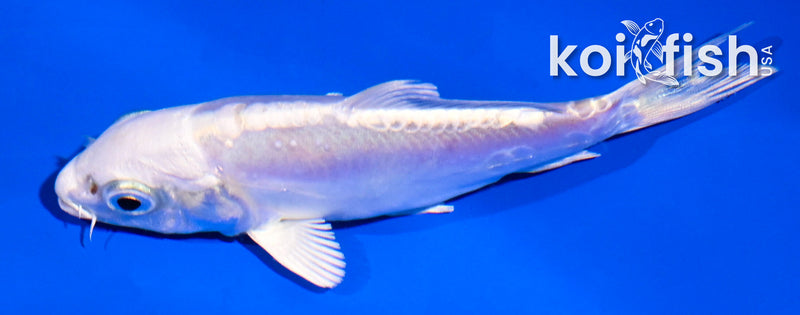 4" DOITSU PLATINUM OGON