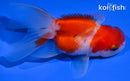 4.25" ORANDA GOLDFISH
