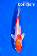 5" HARIWAKE
