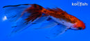 5" CALICO WATONAI GOLDFISH