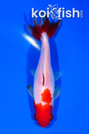 5" SARASA WAKIN GOLDFISH