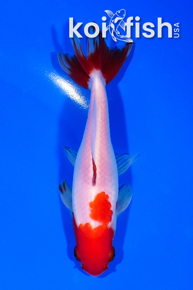 5" SARASA WAKIN GOLDFISH