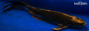 18" KIN KABUTO BUTTERFLY