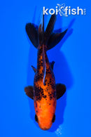 4" WAKIN GOLDFISH