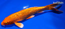 6.75" GINRIN ORENJI OGON