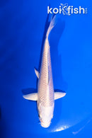 5" PLATINUM OGON