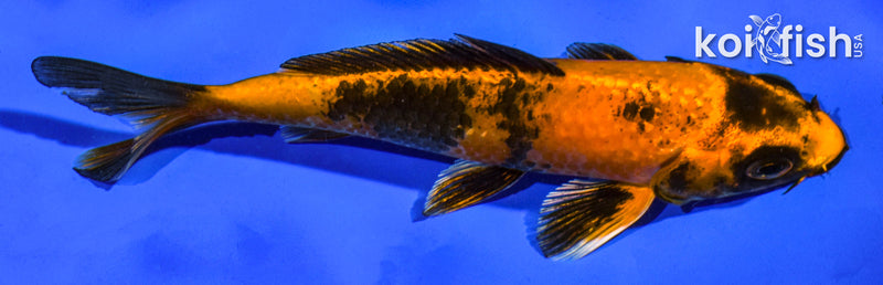 5" KIN HI UTSURI