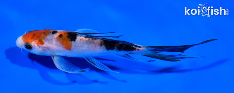 5.5" SANKE BUTTERFLY