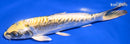 6.25" KIN KIKOKURYU