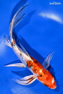 8.5" HEISEI NISHIKI BUTTERFLY