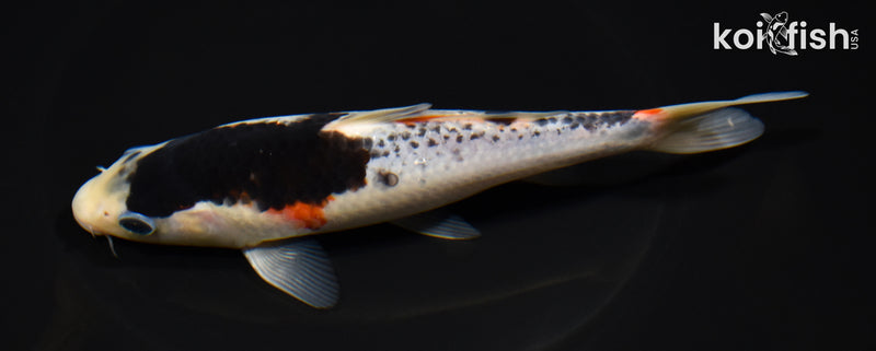 6.5" GOROMO