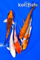 PACK OF (5) 4.25-5" STANDARD KOI