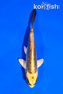 5" KIN KIKOKURYU