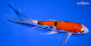 7.75" YAMATO NISHIKI BUTTERFLY