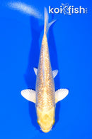 5.5" GINRIN YAMABUKI OGON